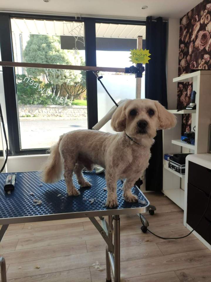 Coupe spécifique pour chien de race Louargat