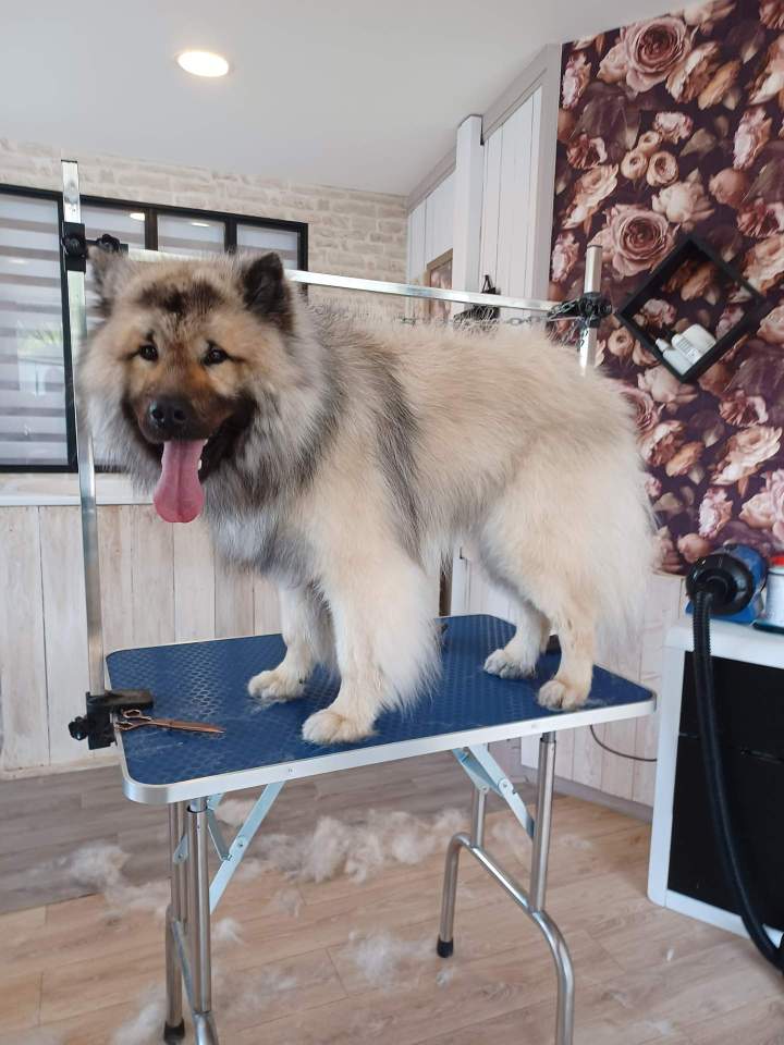 Notre salon de toilettage pour chien Louargat