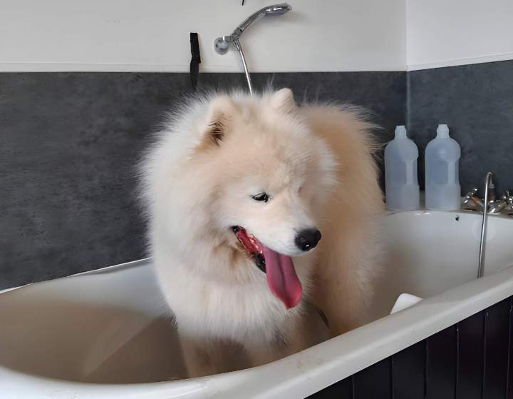 Toilettage sur mesure pour chien Louargat