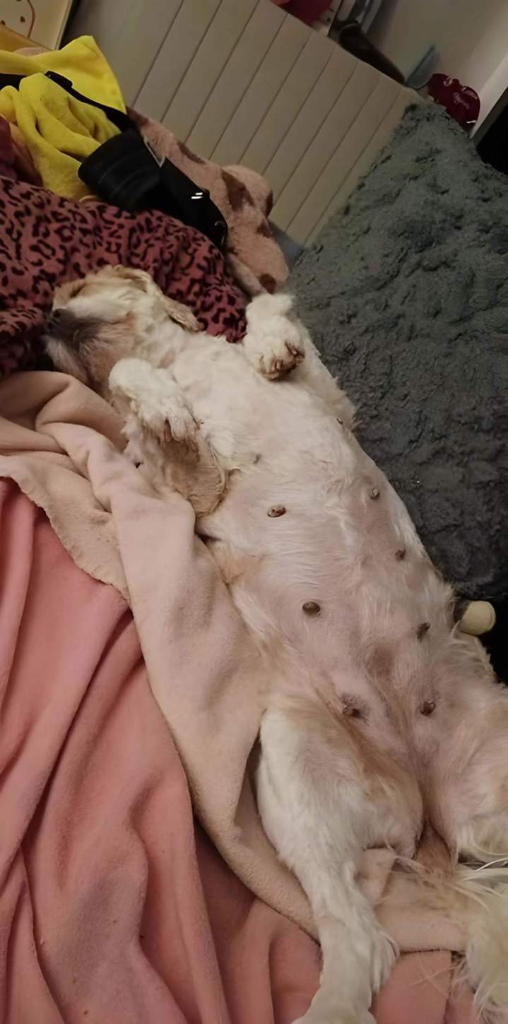 Le magnétisme pour soulager l'inconfort du chien Louargat