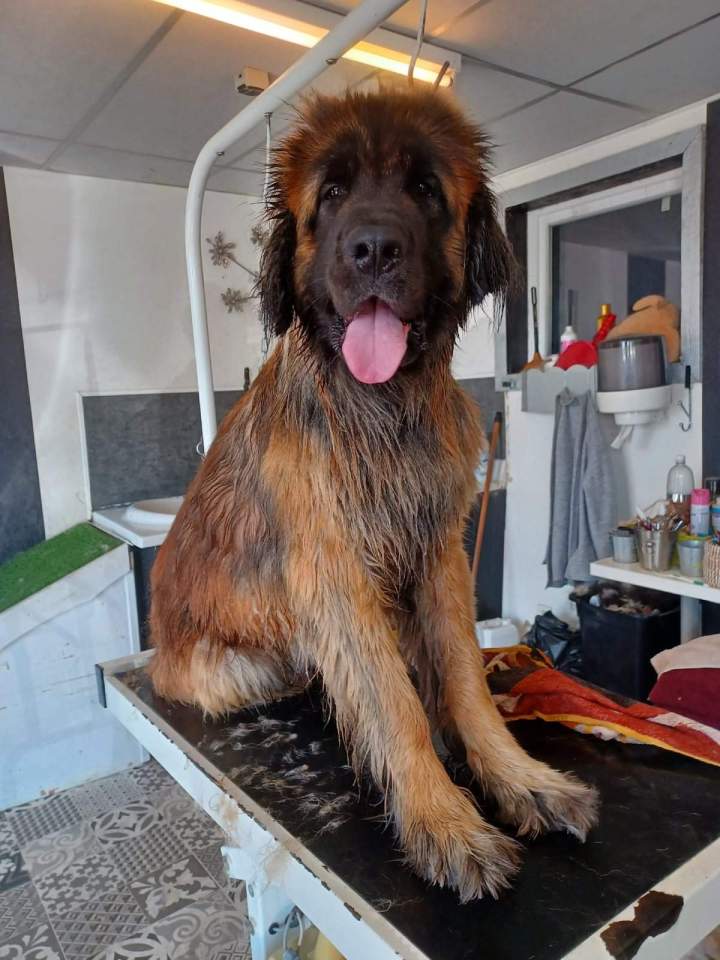 Un service complet pour le toilettage des grands chiens