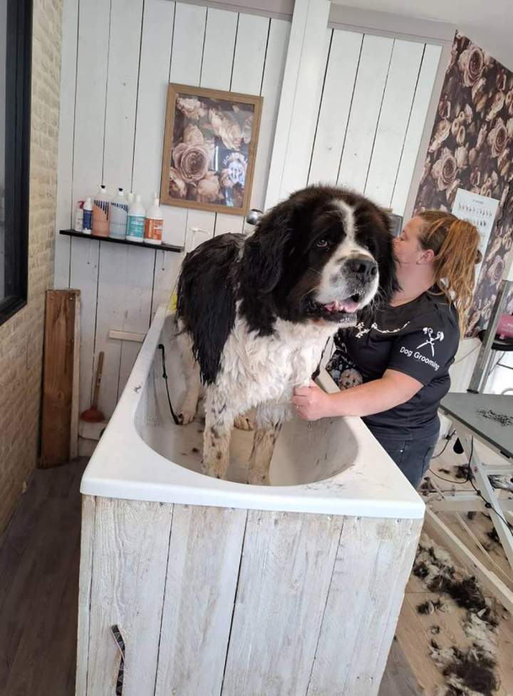 Bain pour chien à pelage épais Louargat