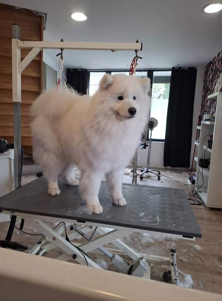 Mise en beauté respectant les standards de chaque race