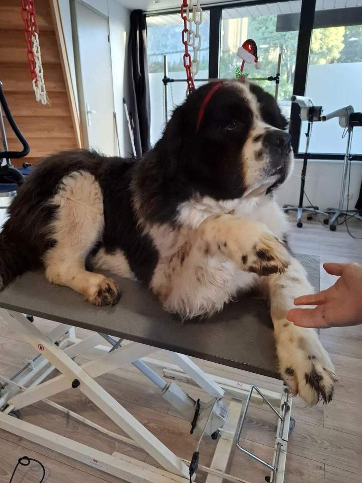 Coupe des griffes Louargat