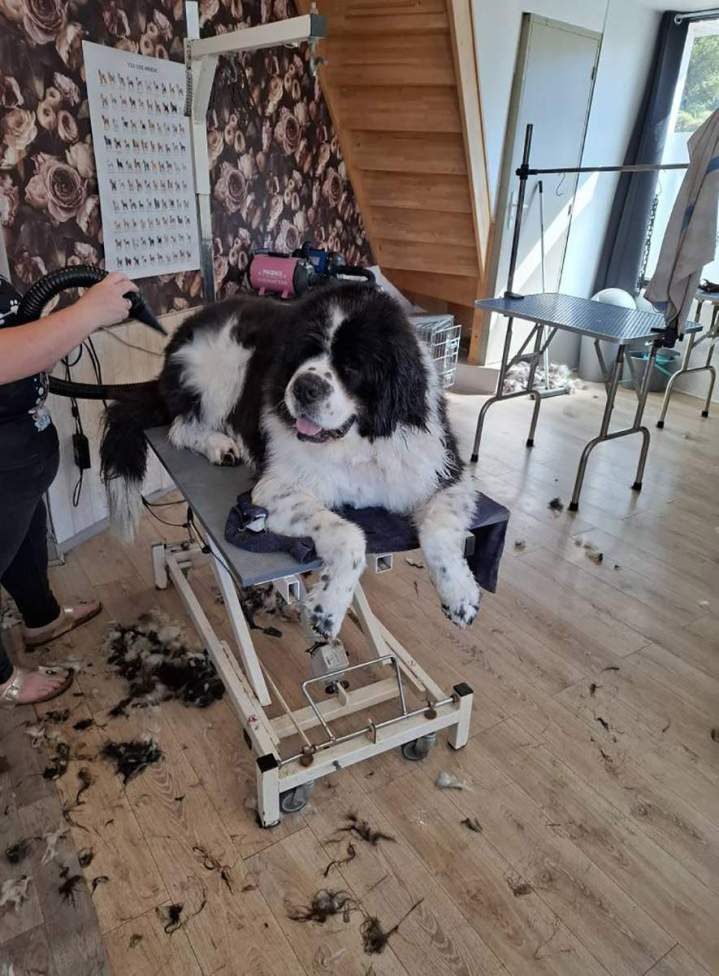 Brushing après shampoing Louargat