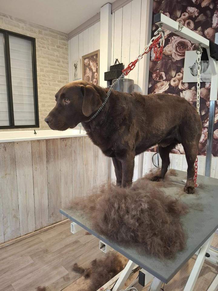 Tonte du pelage Louargat