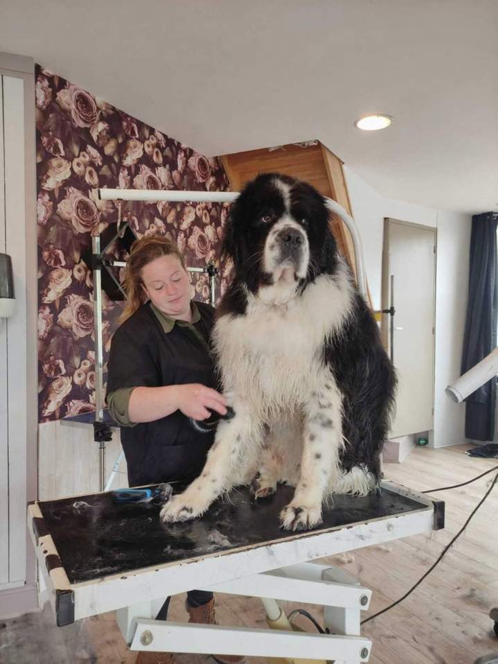 Soin complet pour chien Louargat