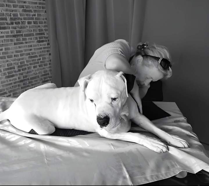 Séance de magnétisme pour chien Louargat