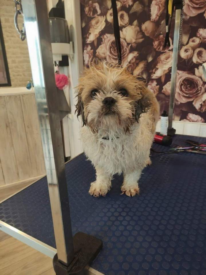 Avant coupe Louargat