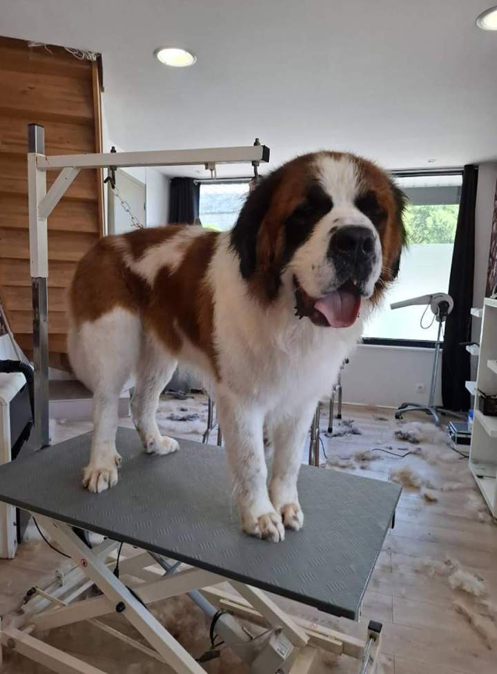 Un Saint-Bernard après toilettage et brossage Louargat
