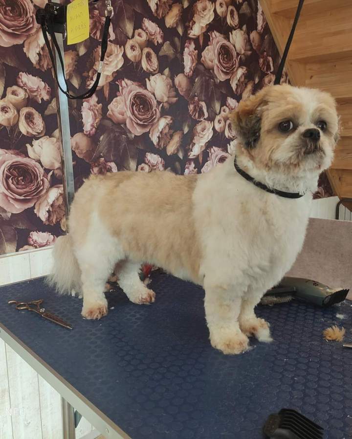 Après coupe Louargat