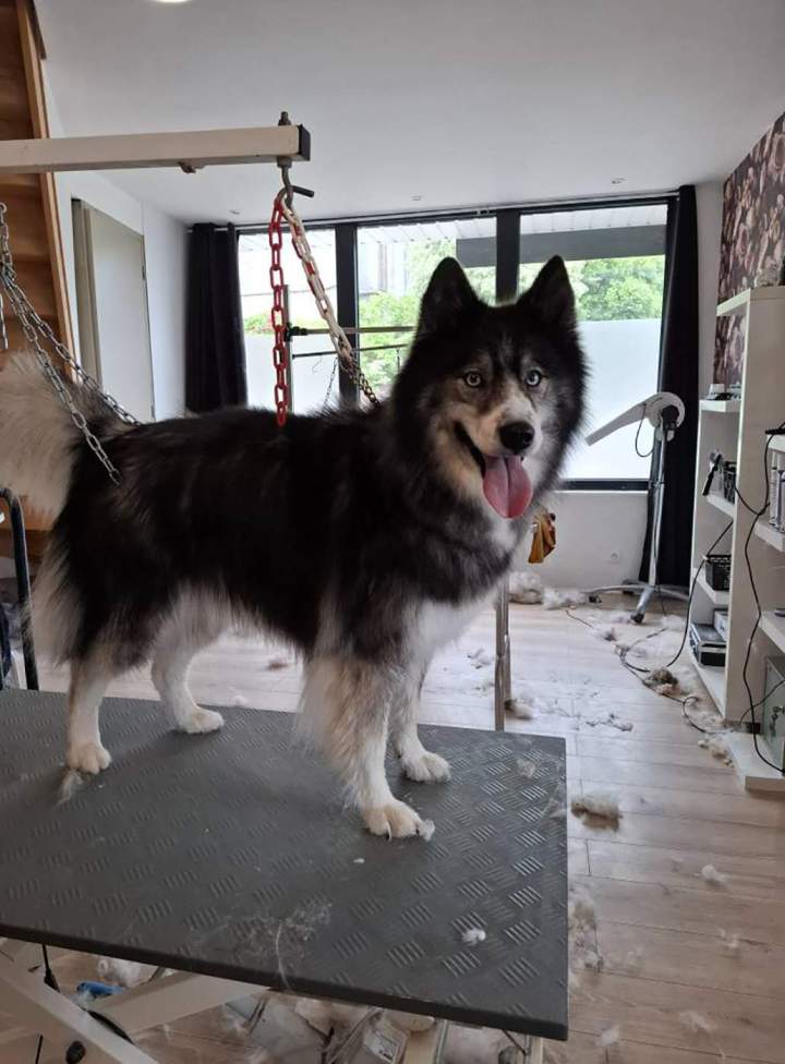Un husky après toilettage, coupe et brushing Louargat