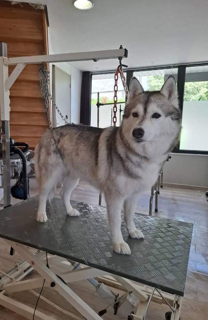 Husky après toilettage et coiffage Louargat