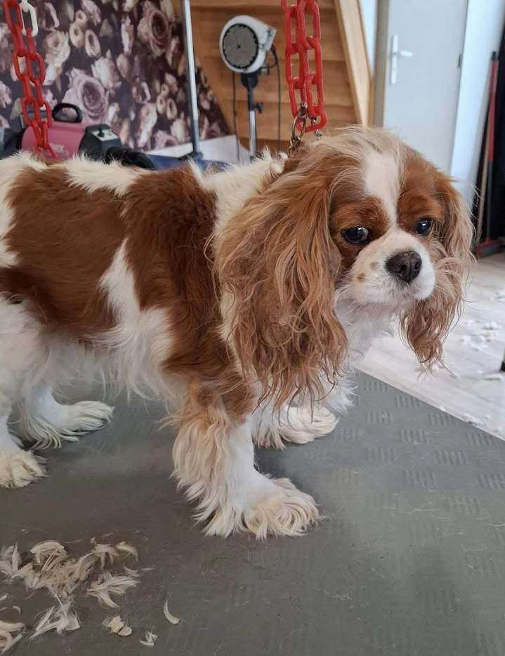 Un Cavalier King Charles Spaniel avant son toilettage Louargat