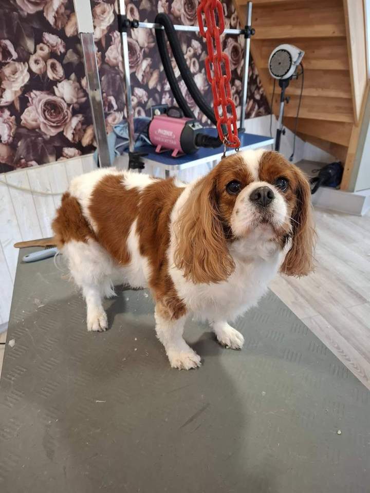 Un soin complet pour votre chien Louargat