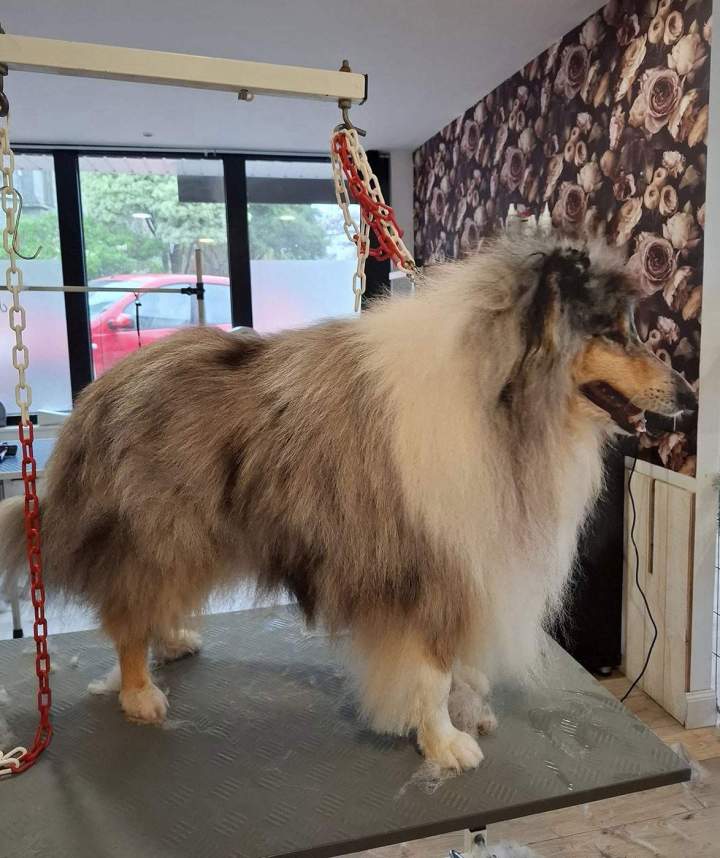 Un colley après son toilettage et brushing Louargat