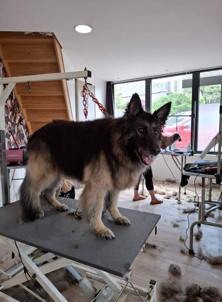 Un berger allemand après toilettage et brushingLouargat