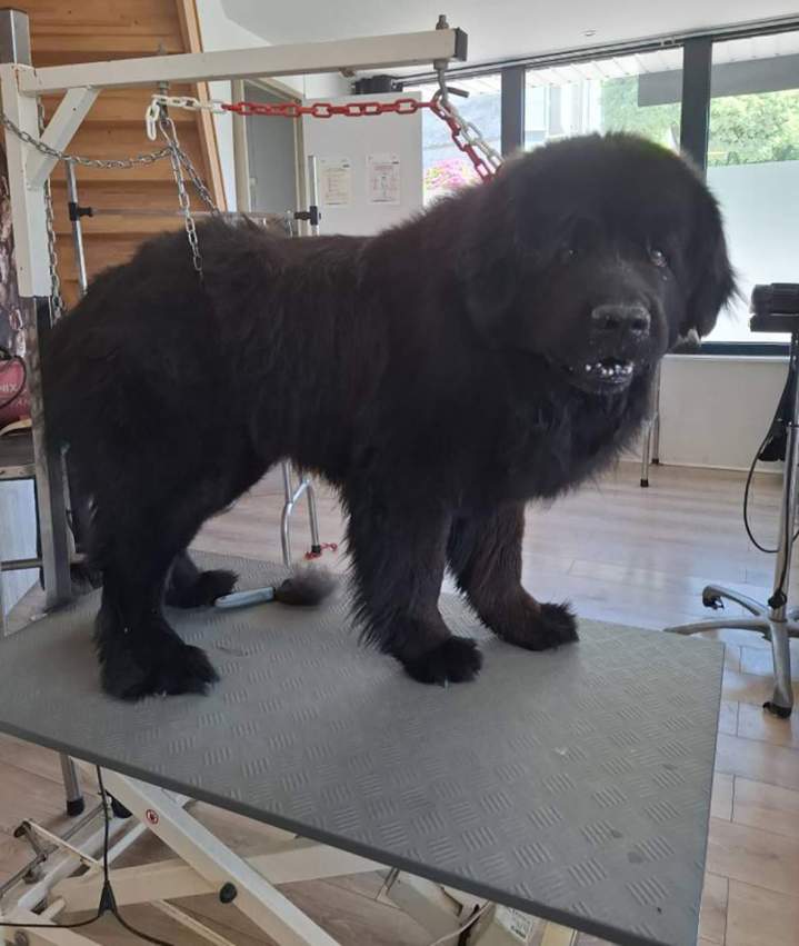 Un terre-neuve avant son toilettage Louargat