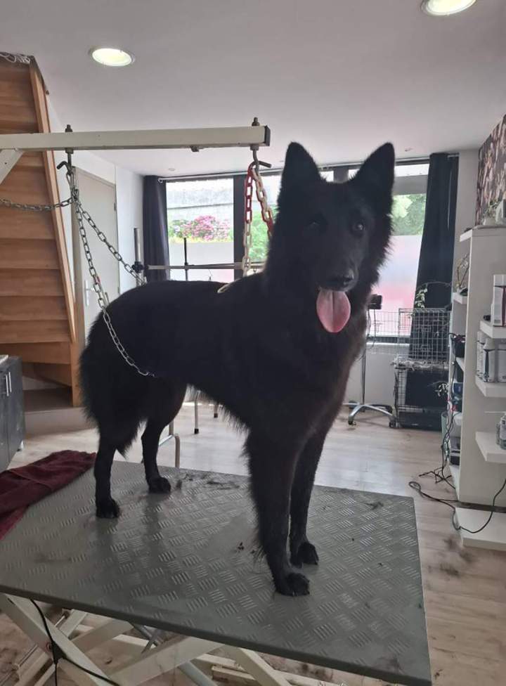 Un Berger belge Groenendael après toilettage et coupe Louargat