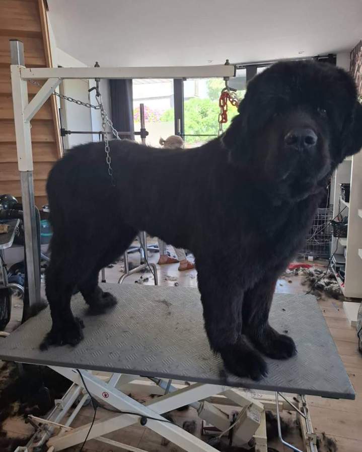 Un terre-neuve après toilettage et coupe Louargat