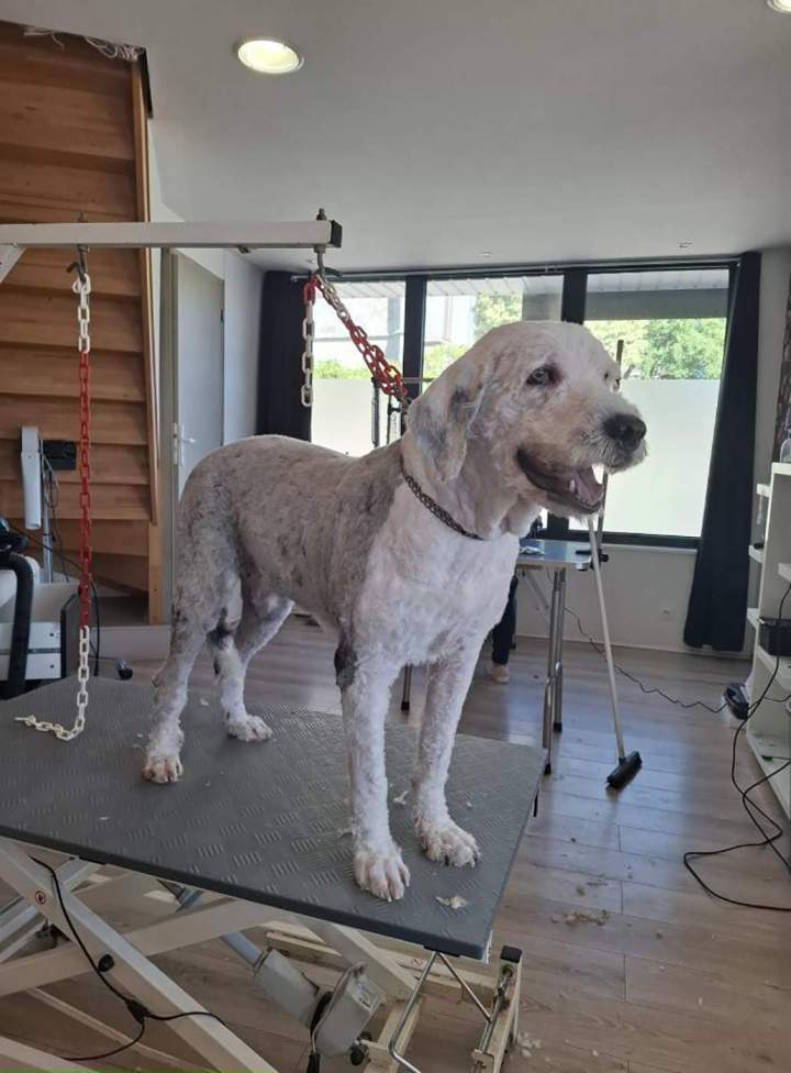 Un Bobtail après une tonte complète Louargat