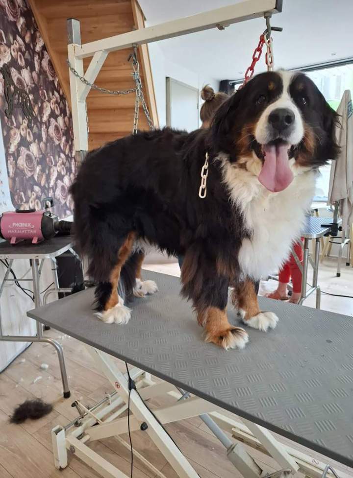 Nala un bouvier bernois avant bain et coupe Louargat