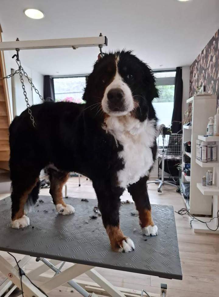 Après bain et coupe Louargat