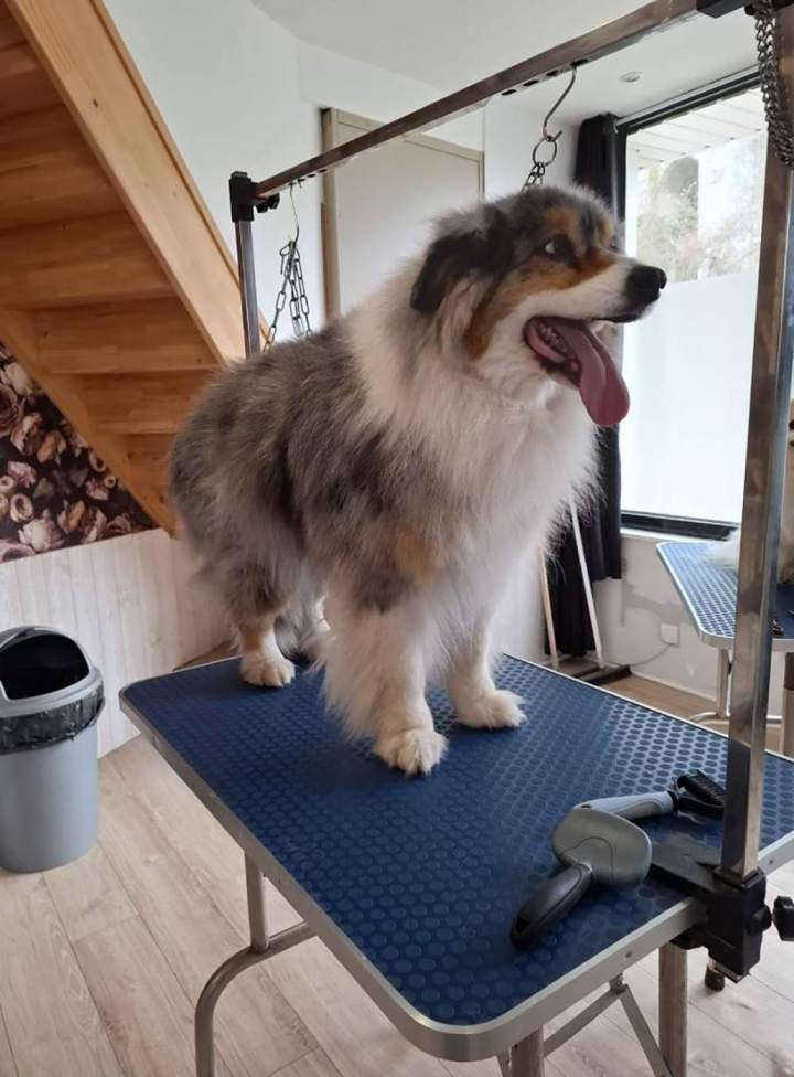 Un berger australien avant toilettage Louargat