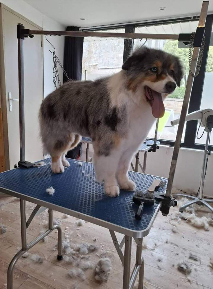 Un berger australien après son toilettage, coupe et brushing Louargat