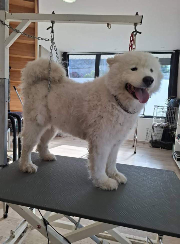 Samoyède avant toilettage Louargat