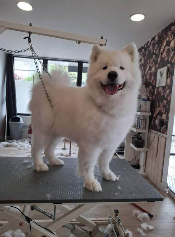 Samoyède après toilettage Louargat