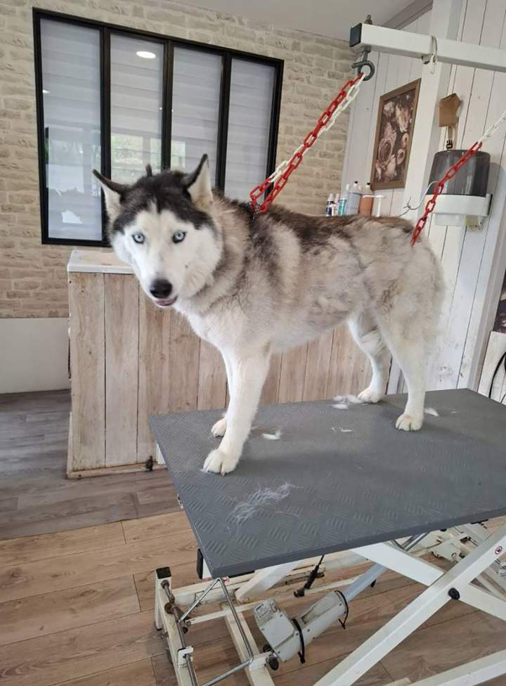 Husky avant toilettage et coupe Louargat