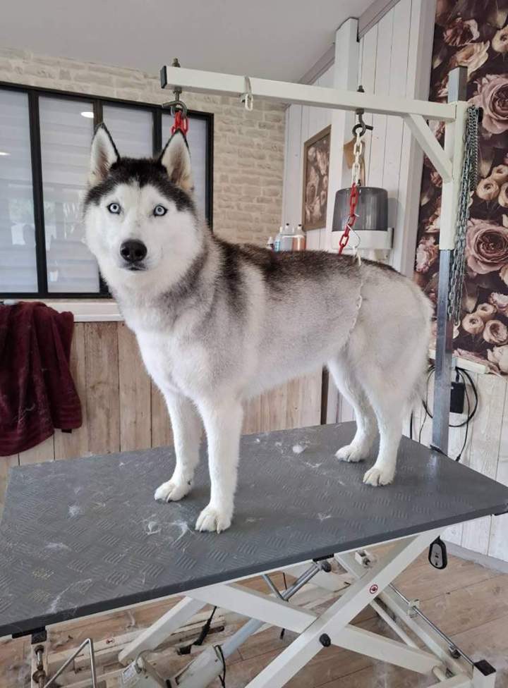 Husky après toilettage Louargat