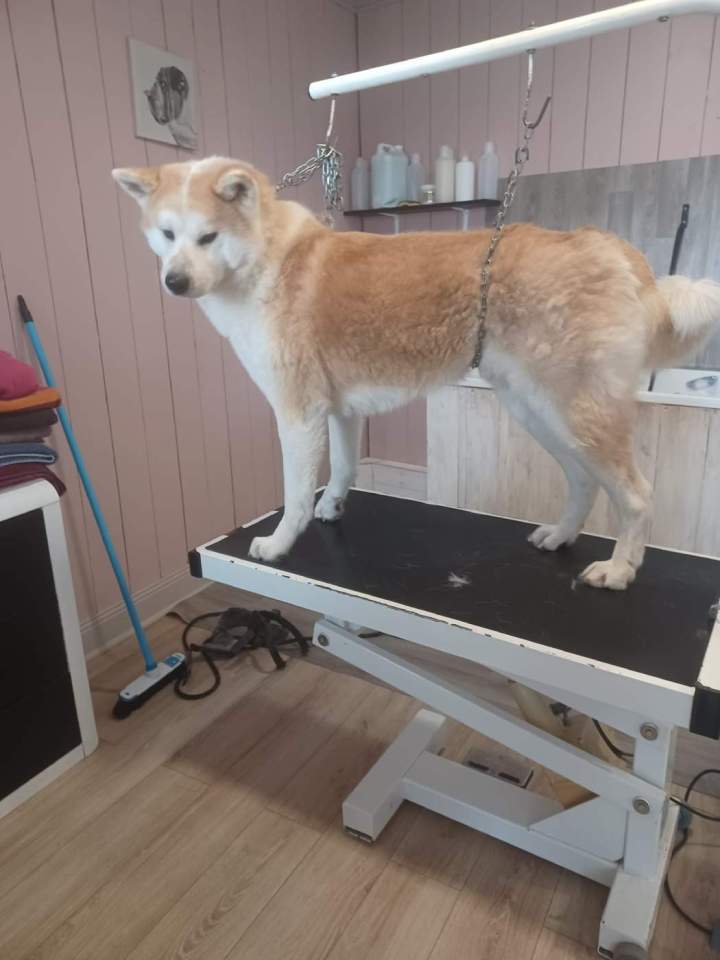 Avant toilettage et brossage Louargat