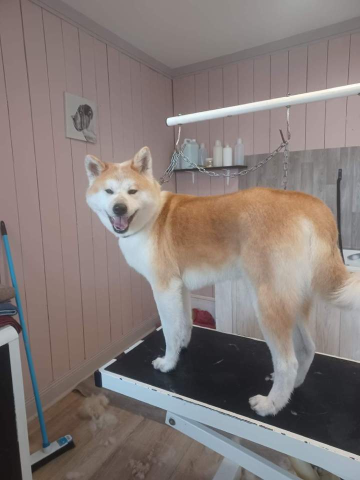 Après brossage et toilettage Louargat