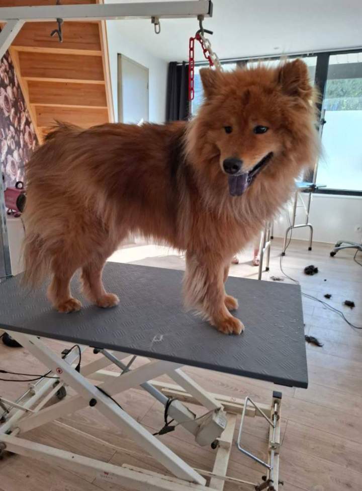 Un eurasier avant son toilettage Louargat