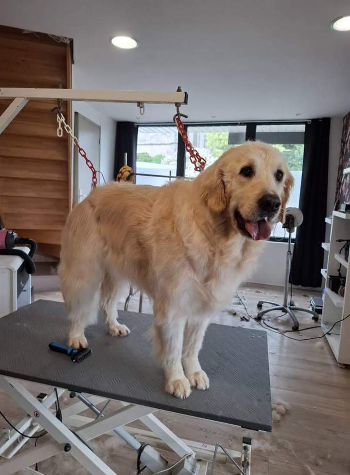 Golden retriever après bain et brossage Louargat