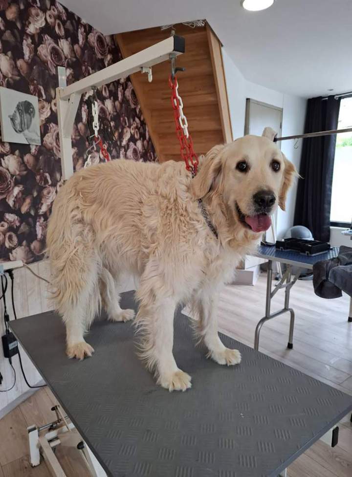 Golden retriever avant bain Louargat